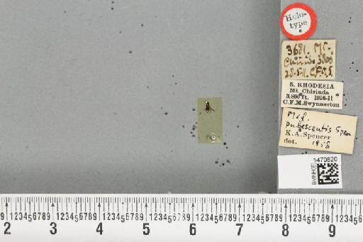Melanagromyza pubescentis Spencer, 1959 - BMNHE_1470820_46347