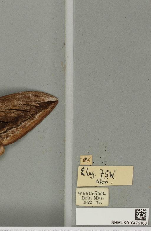 Sphinx ligustri Linnaeus, 1758 - NHMUK_010476108_label_527555