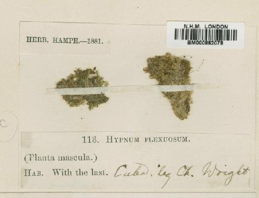 Rhynchostegiopsis flexuosa (Sull.) Müll.Hal. - BM000862078