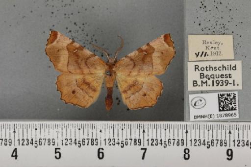 Selenia tetralunaria tetralunaria (Hufnagel, 1767) - BMNHE_1878965_449894