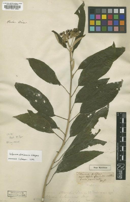Solanum donianum Walp. - BM000578897