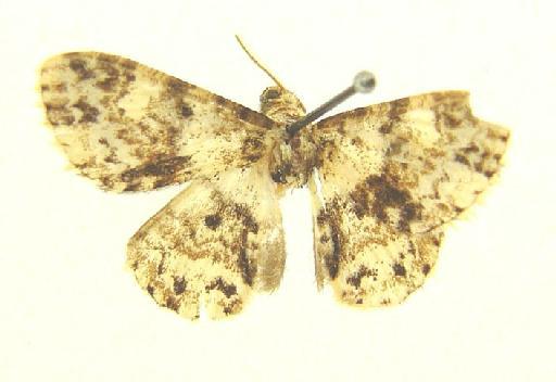 Ectropidia Warren, 1895 - Ectropidia sp 987424