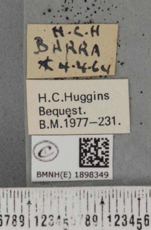 Lycia zonaria atlantica (Harrison, 1938) - BMNHE_1898349_label_491221