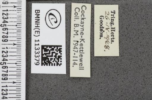 Callophrys rubi ab. brunnea Tutt, 1896 - BMNHE_1133379_label_97419