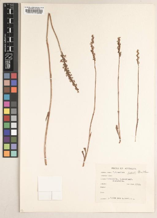 Spiranthes sinensis (Pers.) Ames - BM000058770