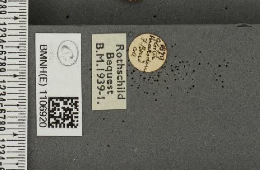 Euphydryas aurinia ab. sesostris Schultz, 1906 - BMNHE_1106920_label_18861