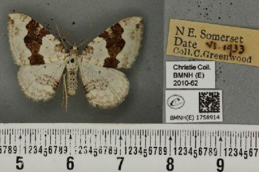 Xanthorhoe montanata montanata (Denis & Schiffermüller, 1775) - BMNHE_1756914_323122