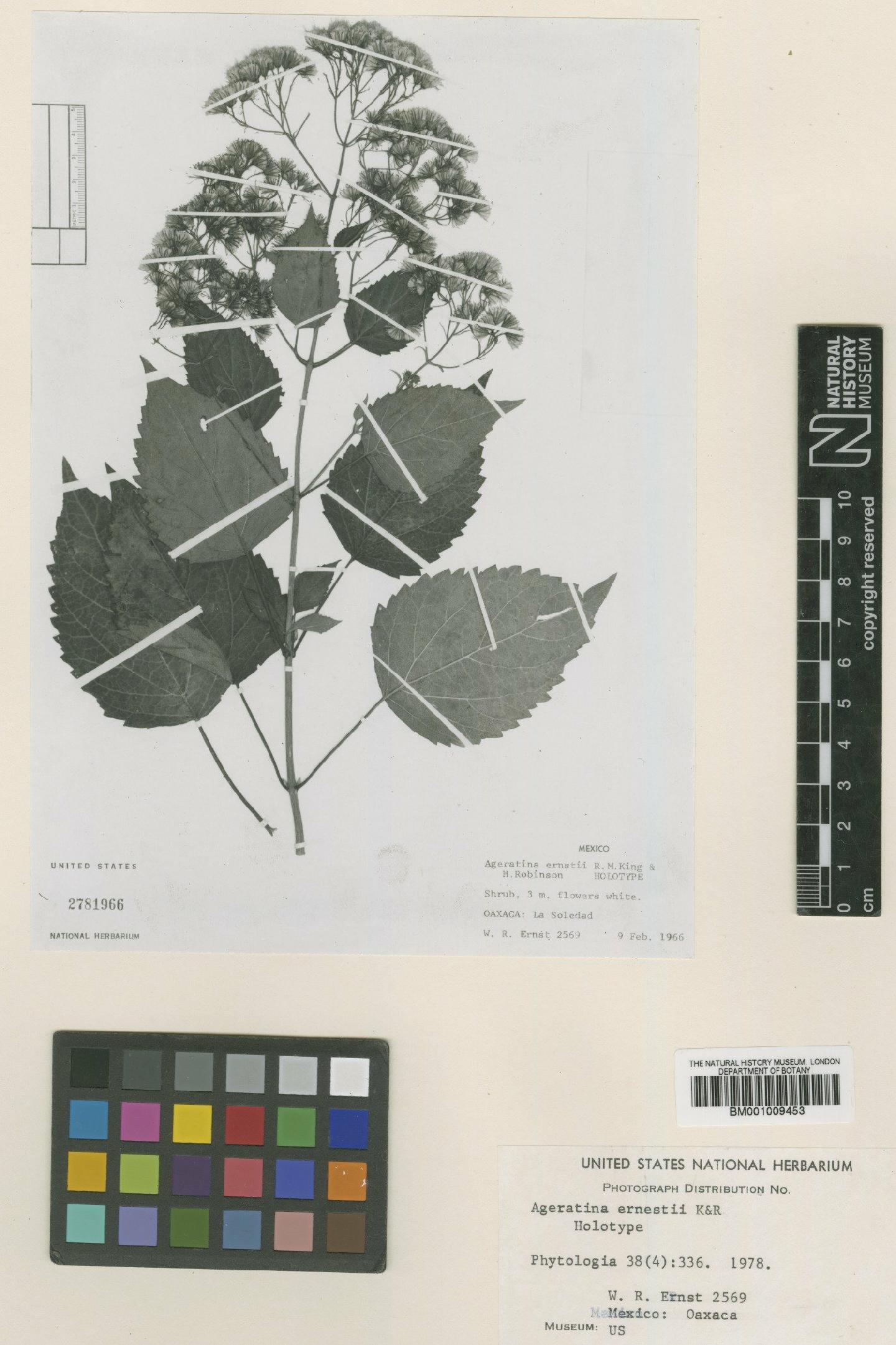To NHMUK collection (Ageratina ernstii R.M.King & H.Rob.; Type; NHMUK:ecatalogue:610787)