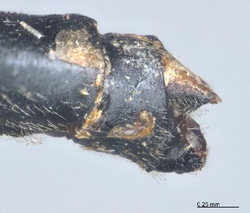 Elattoneura tetrica (Laidlaw, 1917) - BMNHE_1201787-Elattoneura_tetrica-specimen-anal_appendages_dorsal_x40