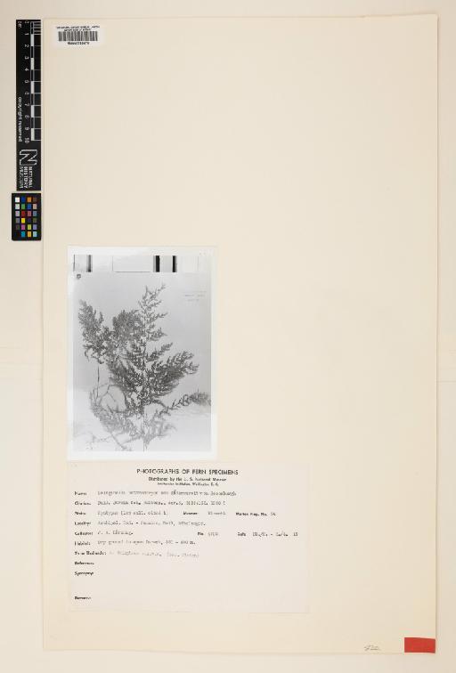 Selaginella tylophora Alderw. - 000789670