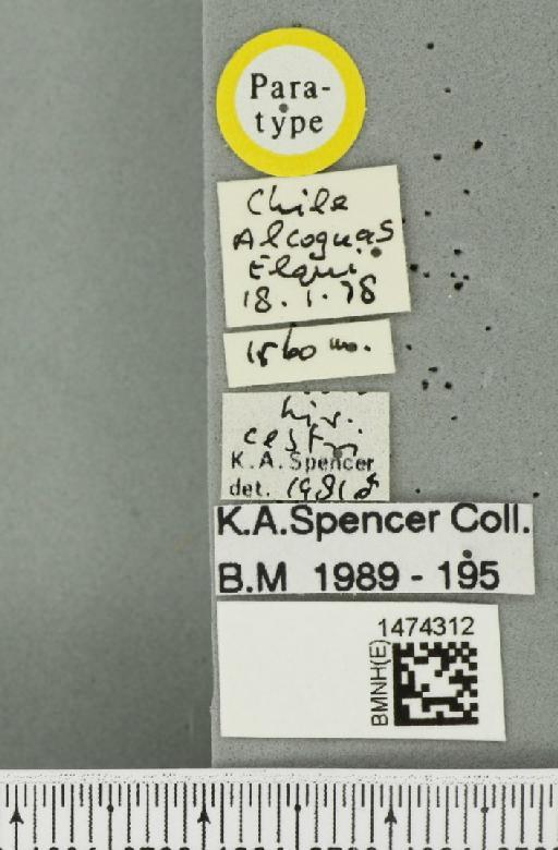 Liriomyza cestri Spencer, 1982 - BMNHE_1474312_label_49575