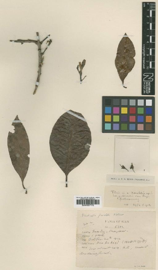 Xantolis burmanica (Collett & Hemsl.) P.Royen - BM000997172