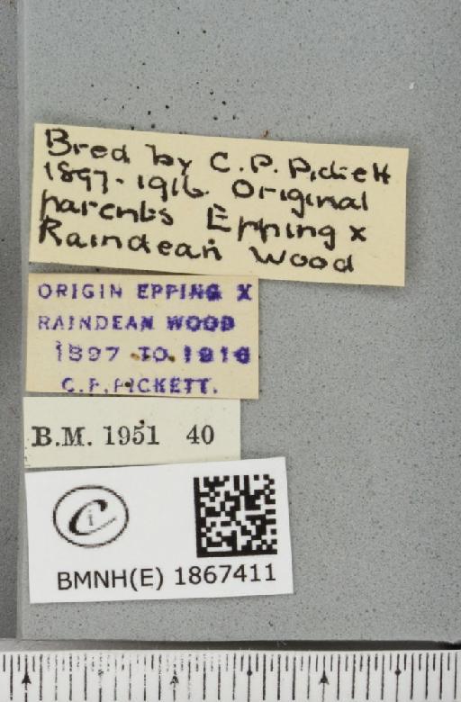 Angerona prunaria ab. pickettaria Prout, 1903 - BMNHE_1867411_label_439648