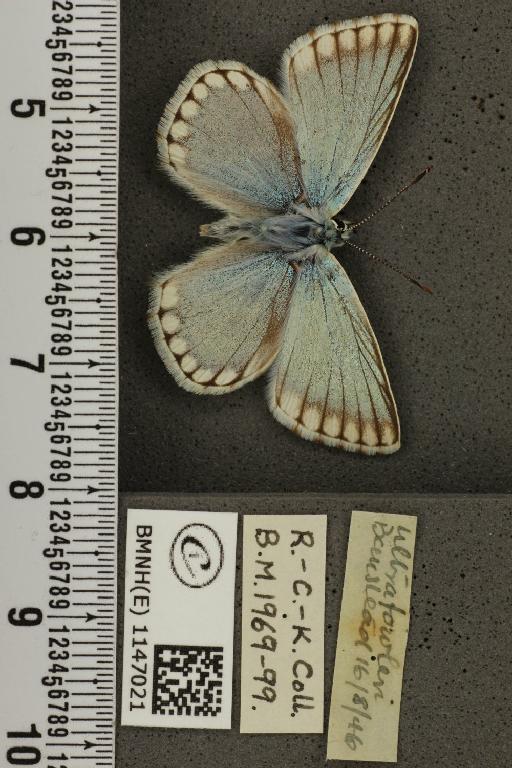 Lysandra coridon ab. ultrafowleri Bright & Leeds, 1938 - BMNHE_1147021_100930