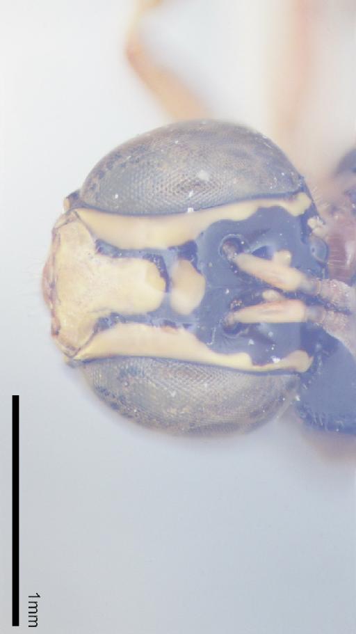 Ceratina metaria Cockerell, 1920 - 010812634-NHMUK-Ceratina_metaria-type-face-5_0x.jpg
