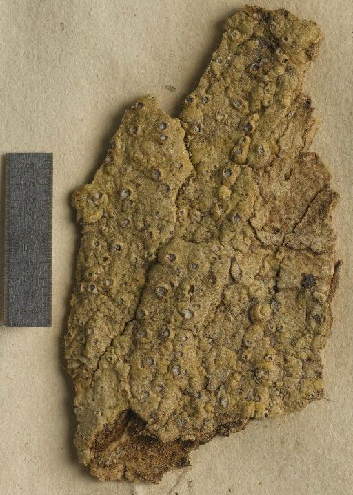 Phaeotrema meiospermum (Nyl.) Müll.Arg. - BM001106543_a