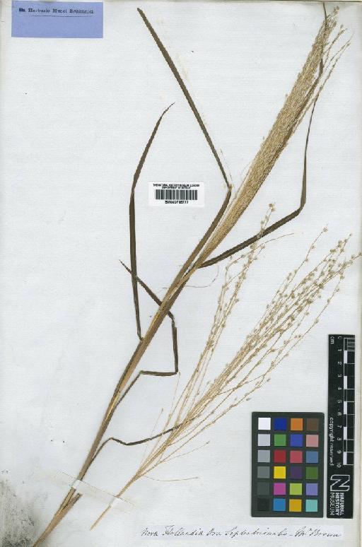 Digitaria papposa (R.Br.) P.Beauv. - BM000795777