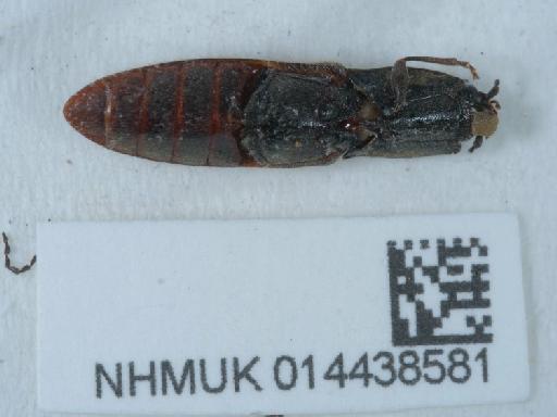 Athous (Athous) haemorrhoidalis (Fabricius, 1801) - 014438581_1