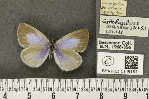 Celastrina argiolus britanna (Verity, 1919) - BMNHE_1149182_111548