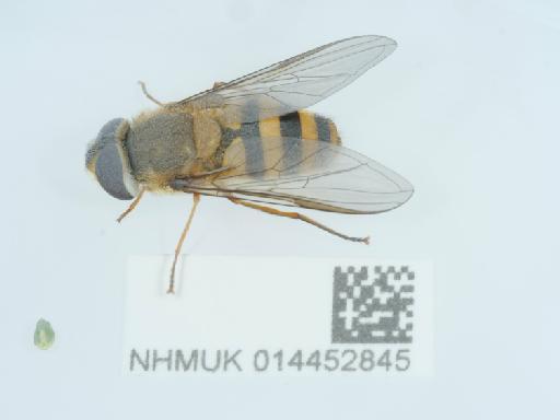 Epistrophe grossulariae (Meigen, 1822) - 014452845_1