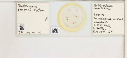 Bactericera perrisi Puton, 1876 - 010716686_117164_1145537_157674