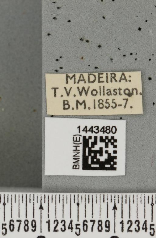 Ceratitis (Ceratitis) capitata (Wiedemann, 1824) - BMNHE_1443480_label_26873