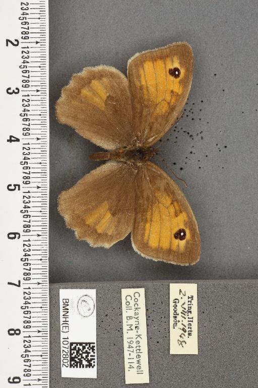 Maniola jurtina insularis ab. nuraguiformis Verity, 1916 - BMNHE_1072802_39142