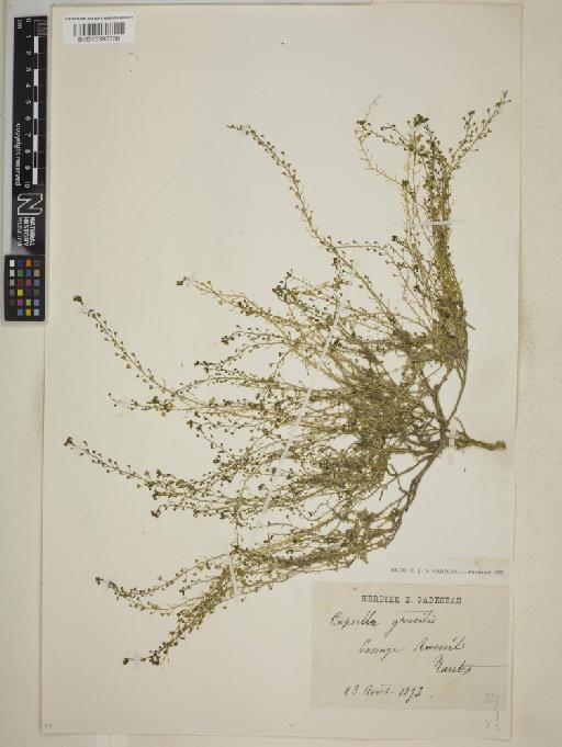Capsella × gracilis Gren. - BM013398738