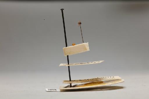Agromyza albitarsis Meigen, 1830 - 010850657_lateral