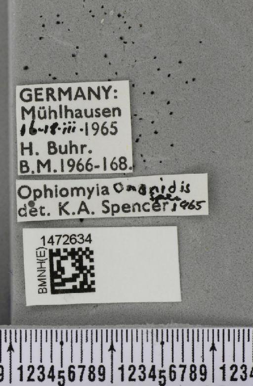 Ophiomyia ononidis Spencer, 1966 - BMNHE_1472634_label_60382