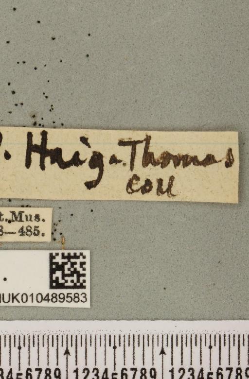 Abrostola tripartita (Hufnagel, 1766) - NHMUK_010489583_label_552434