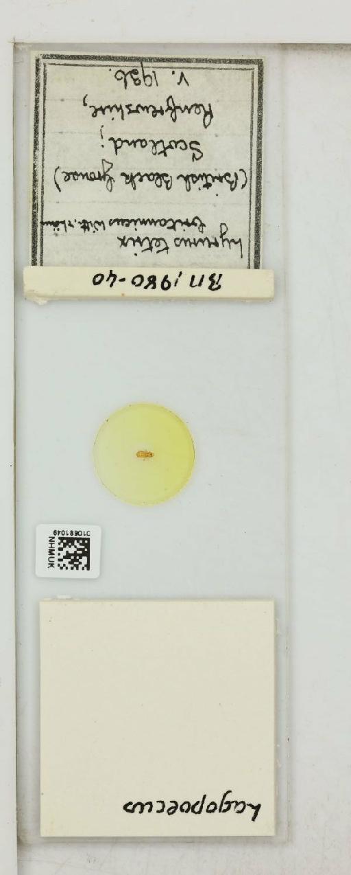 Lagopoecus Waterston, 1922 - 010681049_816433_1430156