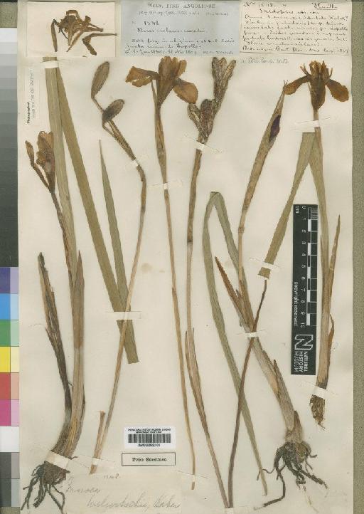 Moraea welwitschii Baker - BM000922101