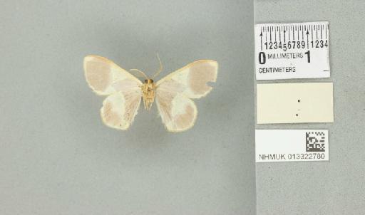 Plutodes unidentata Holloway, 1976 - 013322780_additional