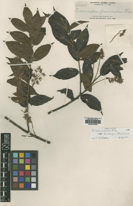 Elaeocarpus submonoceras subsp. fusicarpus (Elmer) Coode - BM000795310