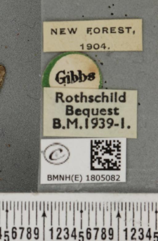 Eupithecia abietaria (Goeze, 1781) - BMNHE_1805082_label_380391