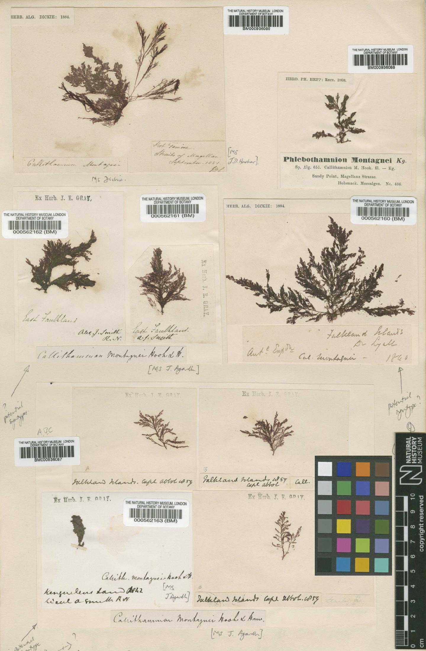 To NHMUK collection (Callithamnion montagnei Hook.f.; TYPE; NHMUK:ecatalogue:4784803)