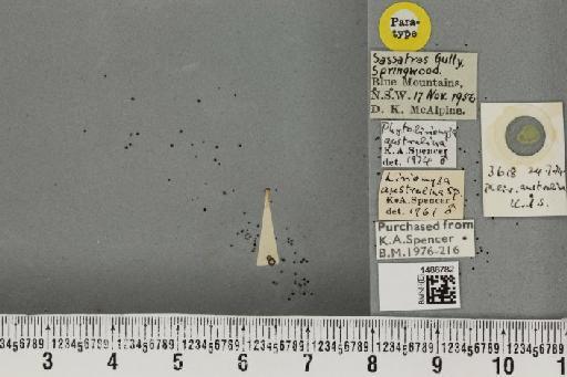 Phytoliriomyza australina Spencer, 1963 - BMNHE_1488782_52629