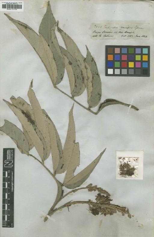 Tachigali cavipes (Spruce) J.F.Macbr. - BM001010159