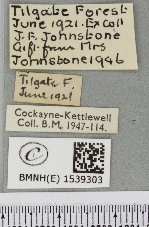 Furcula bicuspis (Borkhausen, 1790) - BMNHE_1539303_label_241987