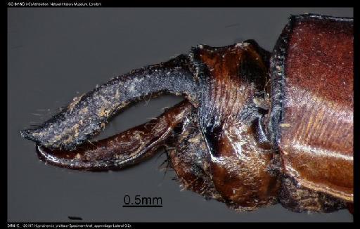 Lyriothemis bivittata (Rambur, 1842) - BMNHE_1201871-Lyriothemis_bivittata-Specimen-Anal_appendage-Lateral-3.2x