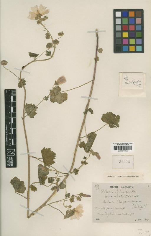 Malva tournefortiana L. - BM000751629