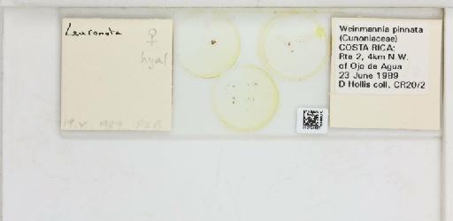 Leuronota flavipennis Brown & Hodkinson, 1988 - 010724567_117200_1146323_157663_NonType