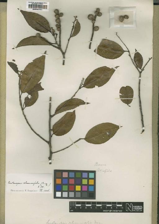 Castanopsis rhamnifolia (Miq.) A.DC. - BM000907551