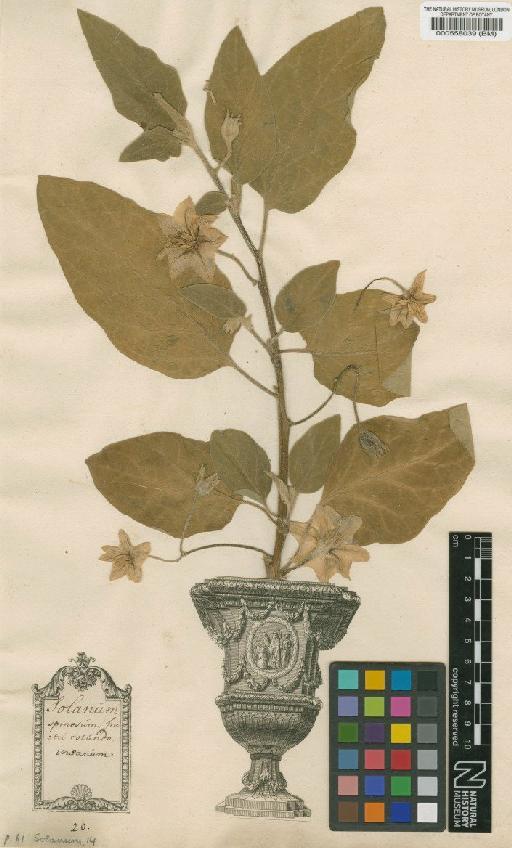 Solanum insanum L. - BM000558039