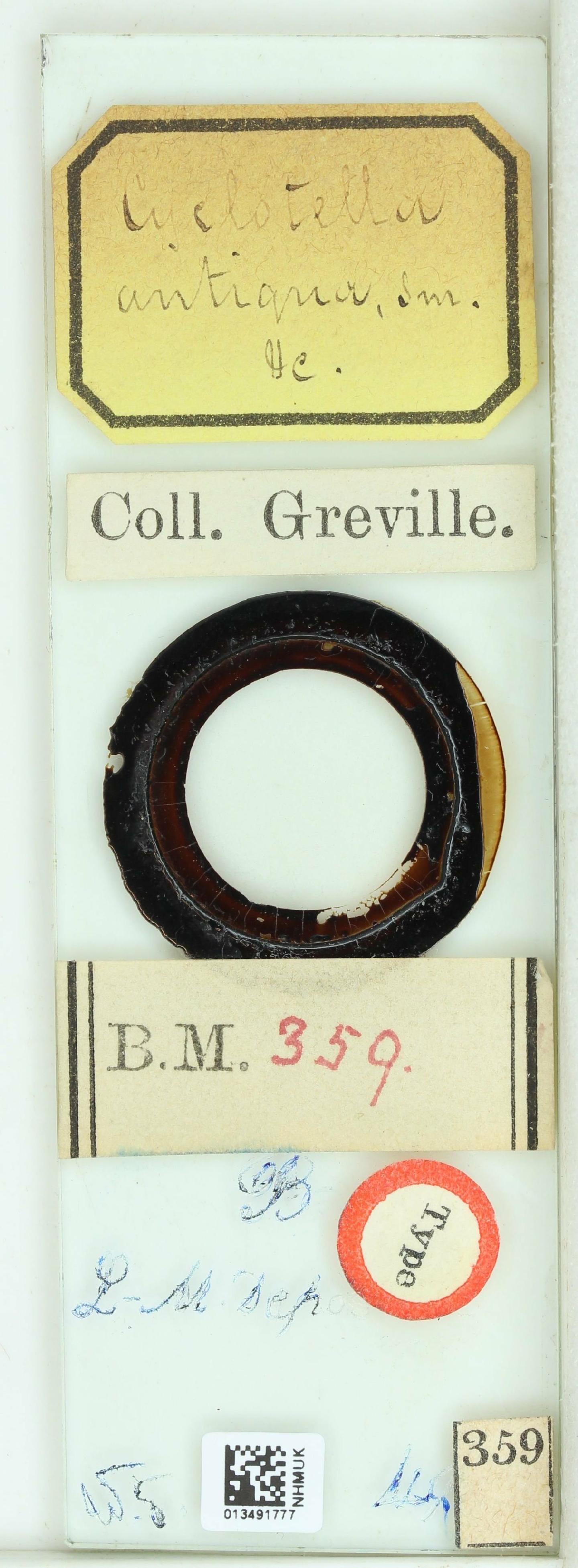 To NHMUK collection (Cyclotella antiqua W.Sm.; Isotype; NHMUK:ecatalogue:4729215)