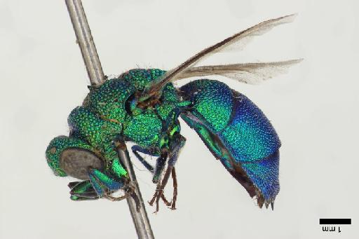 Chrysis saginata Linsenmaier, 1982 - Chrysis_saginata-BMNH(E)#970877_type-lateral-1_25X