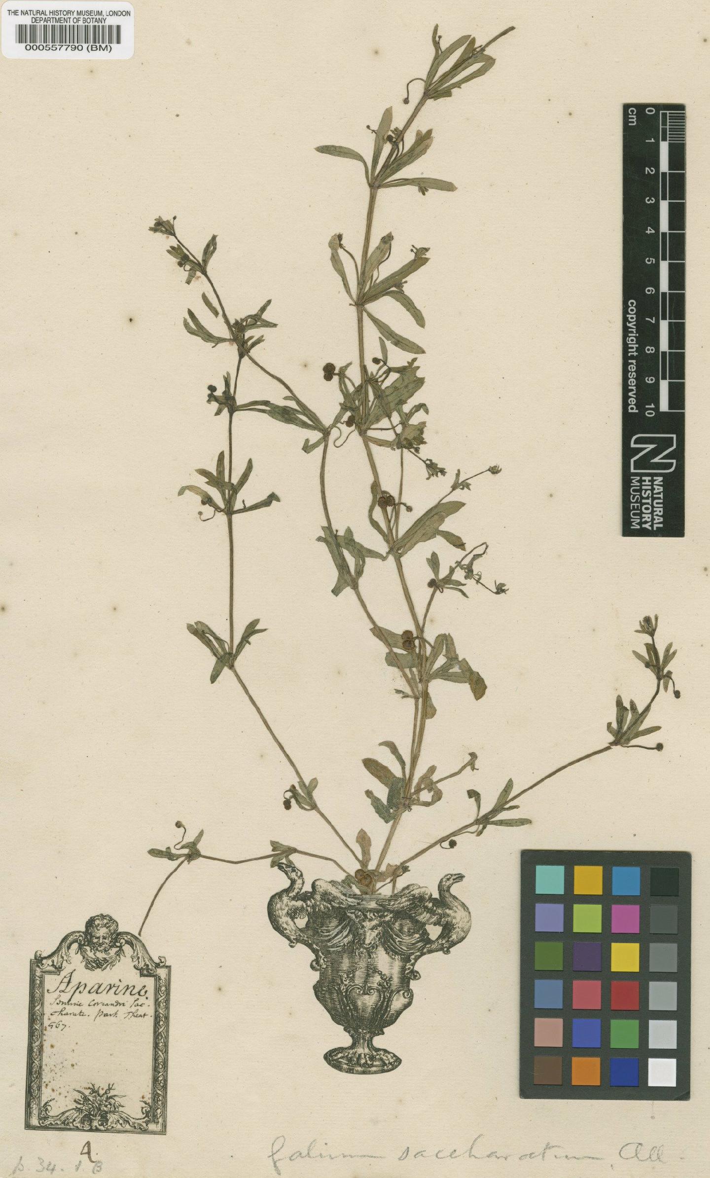 To NHMUK collection (Galium aparine L.; Original material; NHMUK:ecatalogue:4695280)