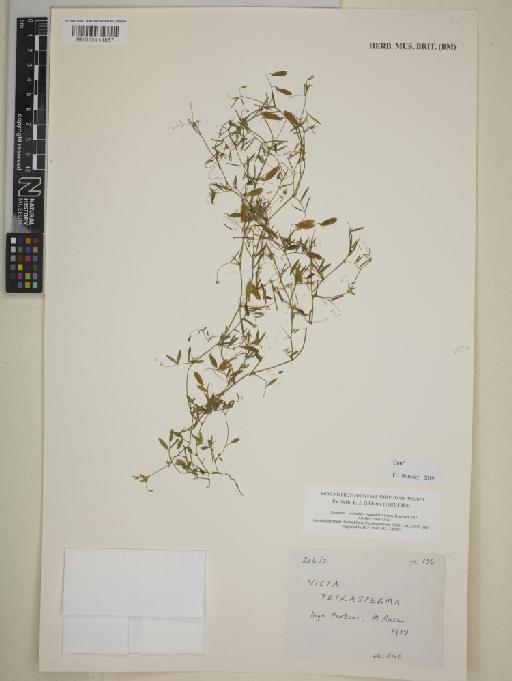Vicia tetrasperma (L.) Schreb. - BM013414867
