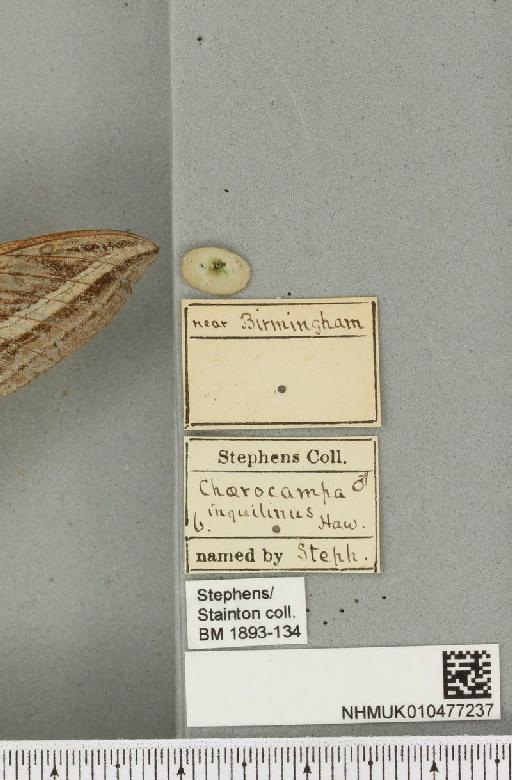 Hippotion celerio (Linnaeus, 1758) - NHMUK_010477237_label_534842